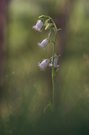 bärtige Glockenblume