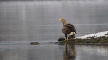 Seeadler (Alt-Vogel) an der Elbe