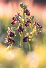 Kotschys Ragwurz Ophrys kotschyi