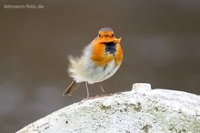 Rotkehlchen im Wind