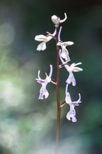 Troodos-Knabenkraut (Orchis troodi)