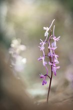 Troodos Knabenkraut (Orchis troodi)