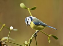 Blaumeise auf der Mistel...