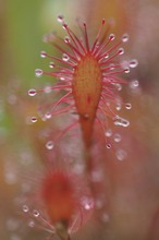 Sonnentau (drosera intermedia)