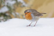 Rotkehlchen im Schnee