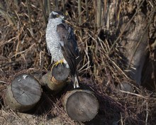 Auf der Jagd...