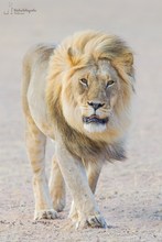Blond Maned Kalahari Lion