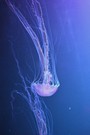 Meduse 3