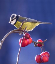 Blaumeise auf ??? - Baum