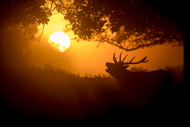 Brunft im Sonnenaufgang