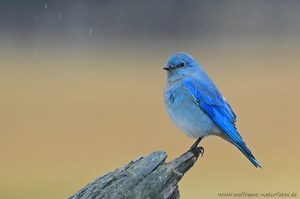 Mountain bluebird