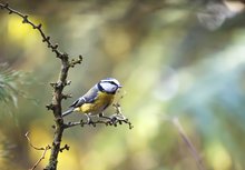 Blaumeise unter erschwerten Bedingungen :-)