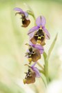 Großblütige Hummel-Ragwurz (Ophrys episcopalis)