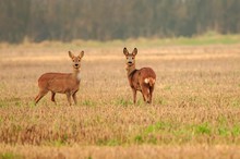 Diese beiden Rehe