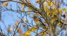 Herbstlicher Bergfink