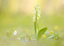 blasses Knabenkraut mit Gesellschaft