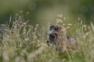 Skua