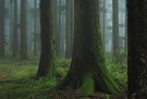 Waldeinsamkeit