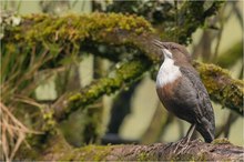 Wasseramsel