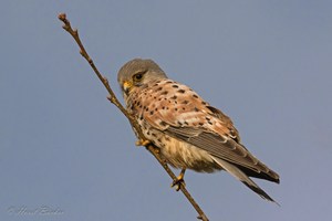 Turmfalke