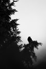 ~Black~