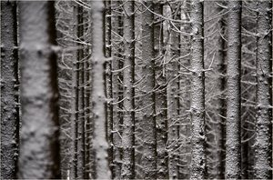 Wenn man vor lauter Bäumen den Wald nicht mehr sieht ...