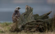 Er ziert sich, der Raufußbussard