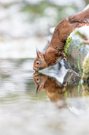 Eichhörnchen in der Winterlandschaft