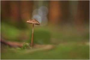 Spindeldürrer Schleimer