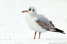 Lachmöwe im Schnee