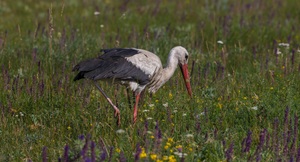 ,,Nur ein Weißstorch´´