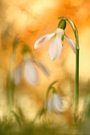 Galanthus