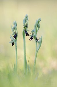 Ophrys insectifera