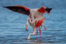 Flamingo-Liebe