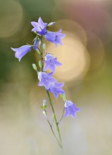 Glockenblume mit ein paar Kringeln