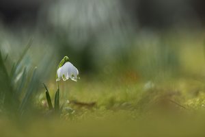 ~ im Märzenbecherwald ~