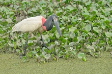 Jabiru