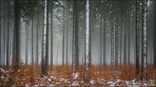 Winterwald