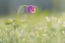 Verbeugung im Morgenglanz