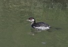 Schwarzhalstaucher (Podiceps nigricollis)