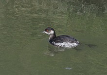 Schwarzhalstaucher (Podiceps nigricollis)