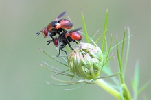 Raupenfliegen-Date