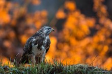 Mäusebussard (Buteo buteo)