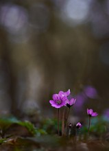 rosa Leberblümchen