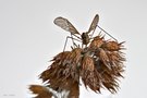 Insekten im Winter (Wintermücke oder Pilzmücke?)
