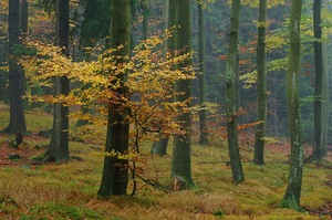 Vorfreude auf den herbstlichen Wald