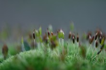 Sporophytenballett