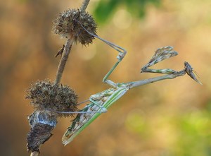 Haubenschrecke (Empusa pennata)