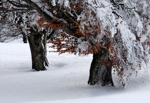 Die ganze Last des Winters ...,