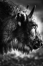Wisent